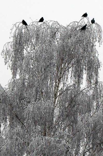02_02_05_2.jpg - Auch im siebzehnten Jahr...2. Februar 2005Vom plötzlichen Wintereinbruch überraschte Krähen in Nachbars Birkenbaum