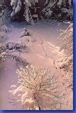 1_2_02.jpg - Auch im vierzehnten Jahr...Januar 2002Katzenspuren im frisch gefallenen Schnee...