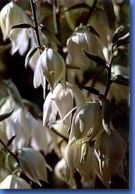 yucca.jpg - Auch im vierzehnten Jahr...Juli 2002Yucca-Blüten
